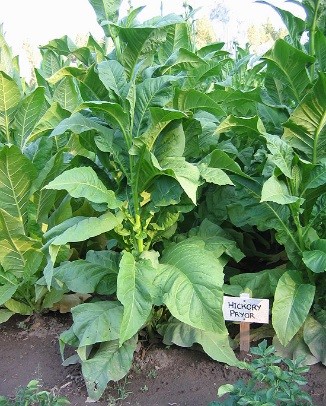  Photo showing Hickory Pryor growing