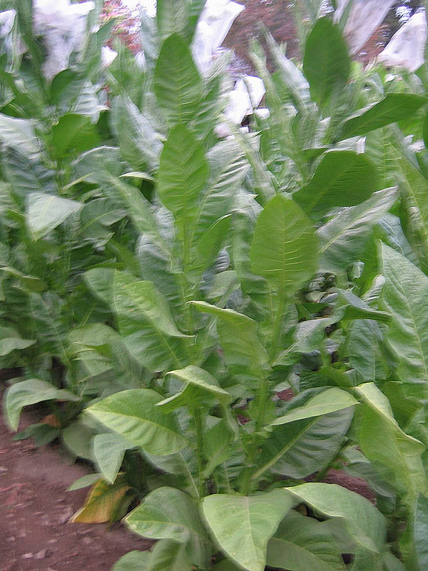 High quality Cigar Tobacco Seed Varieties